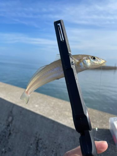 キスの釣果