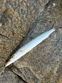 タイワンカマスの釣果