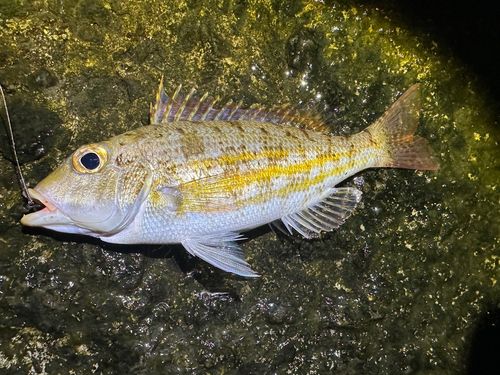 イトフエフキの釣果