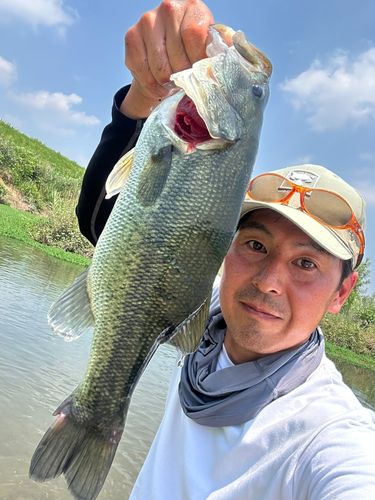 ラージマウスバスの釣果