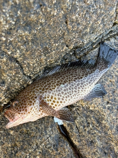 オオモンハタの釣果