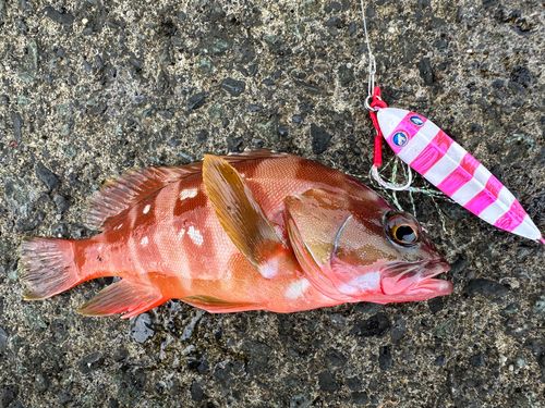 アカハタの釣果