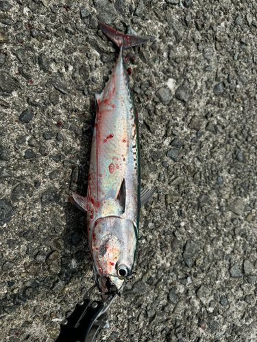ソウダガツオの釣果