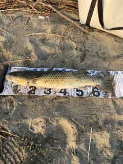 メナダの釣果