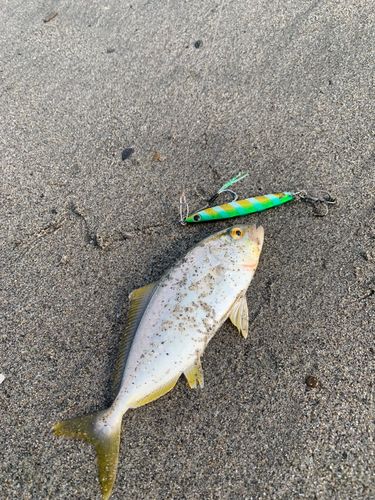 ショゴの釣果