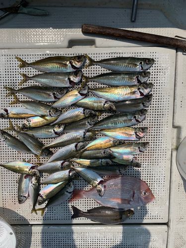 イサキの釣果