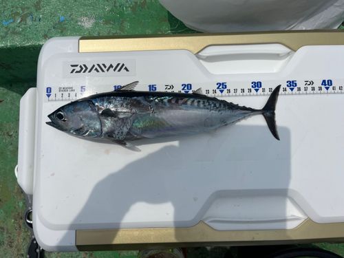 ヒラソウダの釣果