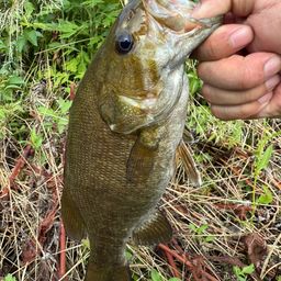 スモールマウスバス