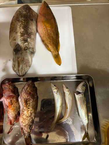 コウイカの釣果