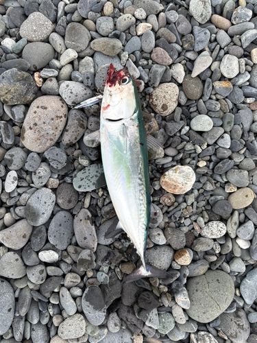 ソウダガツオの釣果