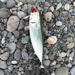 ソウダガツオ