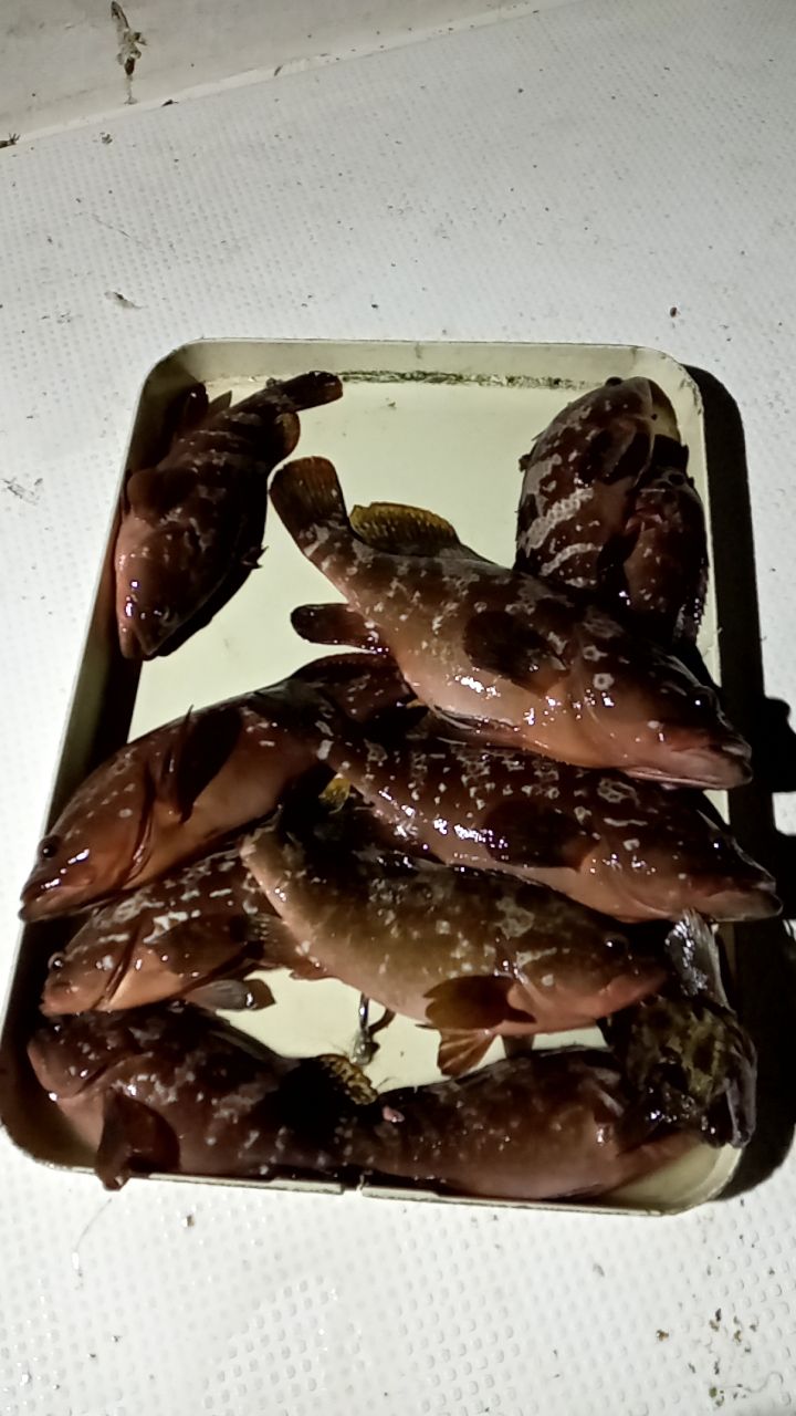 ISHI キャップさんの釣果 2枚目の画像