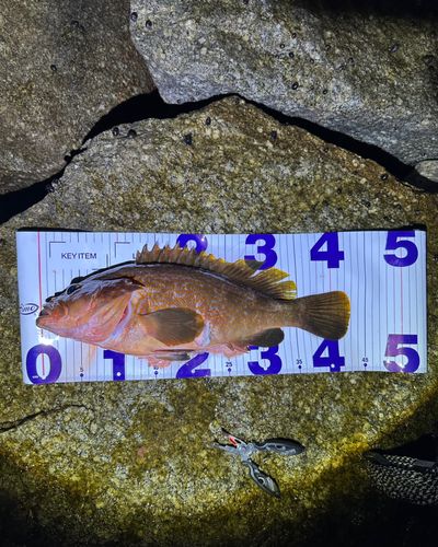アコウの釣果