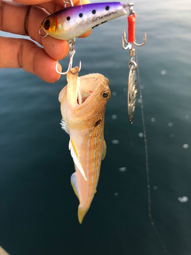 オキエソの釣果