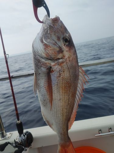 マダイの釣果
