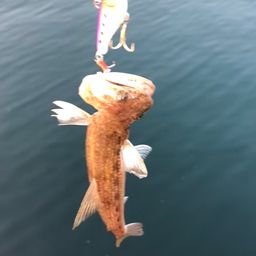 エソ