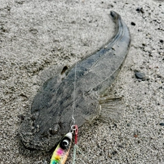 マゴチの釣果