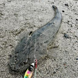 マゴチ