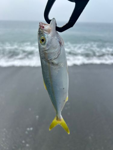 ワカシの釣果