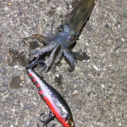 アオリイカ