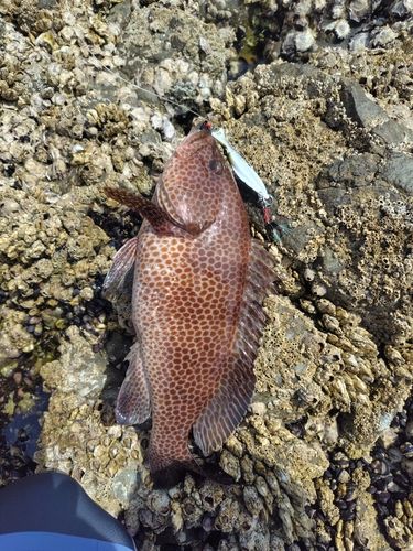 オオモンハタの釣果