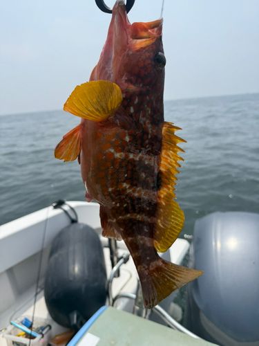 キジハタの釣果