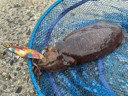 コウイカの釣果