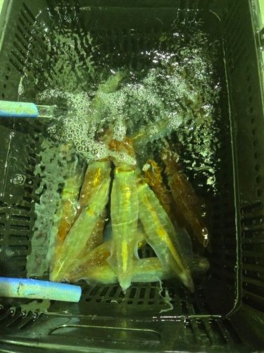 ケンサキイカの釣果