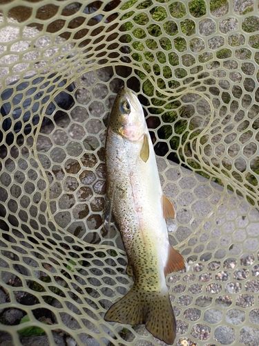 ニジマスの釣果