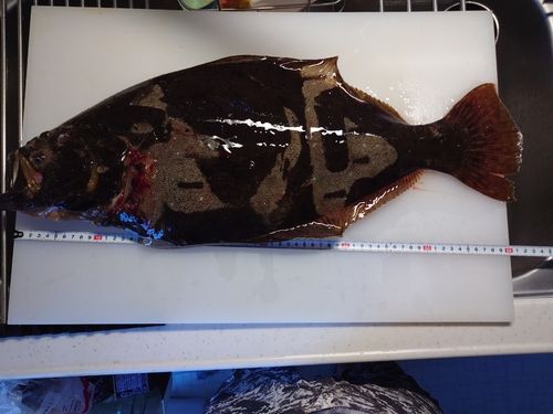 ヒラメの釣果