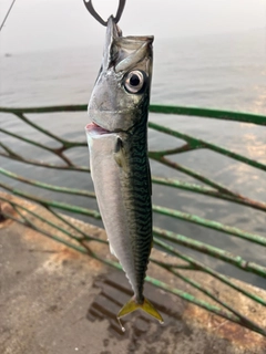 マサバの釣果
