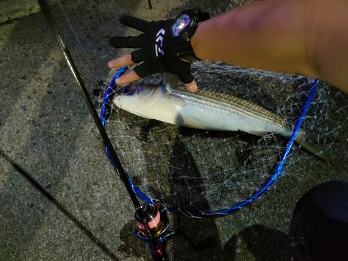 ボラの釣果