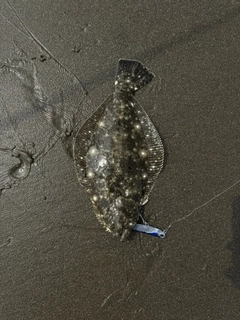 ソゲの釣果
