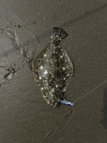 ソゲの釣果