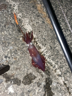 ケンサキイカの釣果