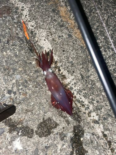 ケンサキイカの釣果