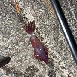 ケンサキイカ