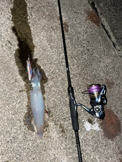 ケンサキイカの釣果