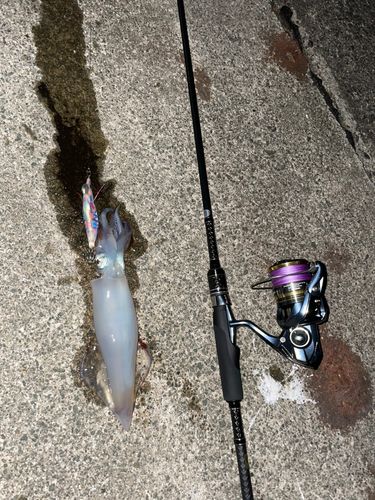 ケンサキイカの釣果