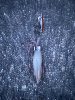 ケンサキイカの釣果