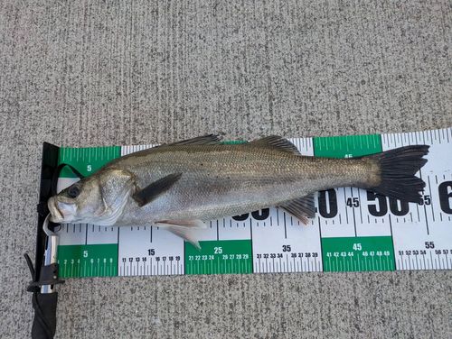 フッコ（マルスズキ）の釣果