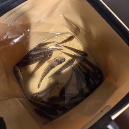 マハゼ