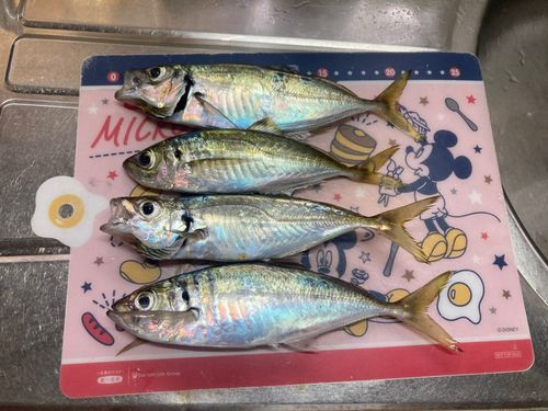 アジの釣果