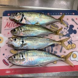 アジ