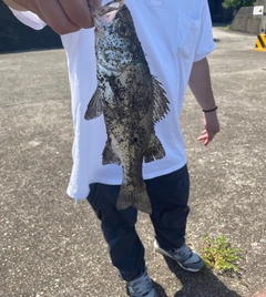 セイゴ（ヒラスズキ）の釣果