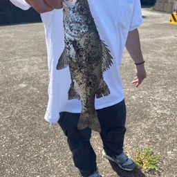 セイゴ（ヒラスズキ）