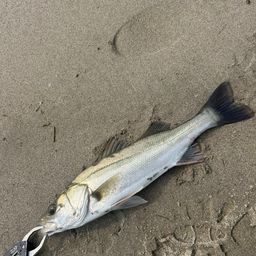 フッコ(マルスズキ)