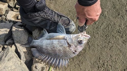 キビレの釣果