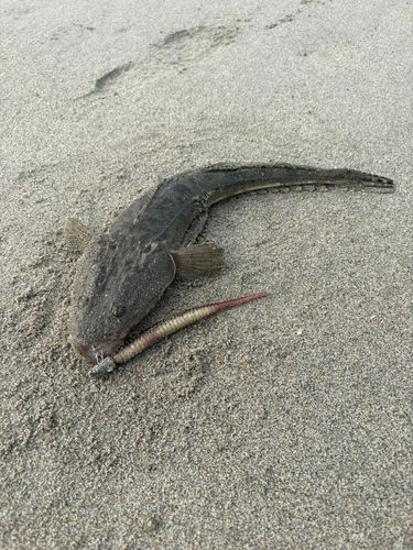 マゴチの釣果