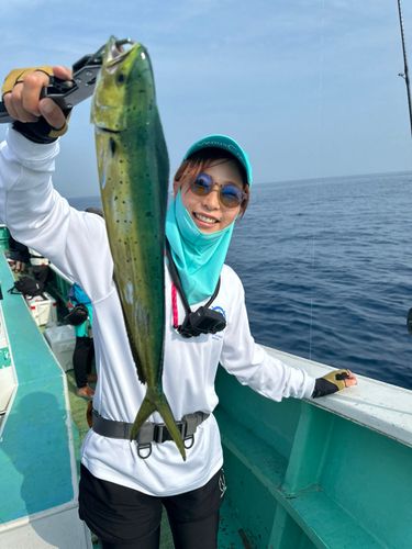 シイラの釣果